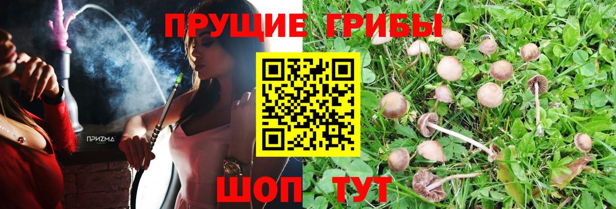 Псилоцибиновые грибы GOLDEN TEACHER Тюмень